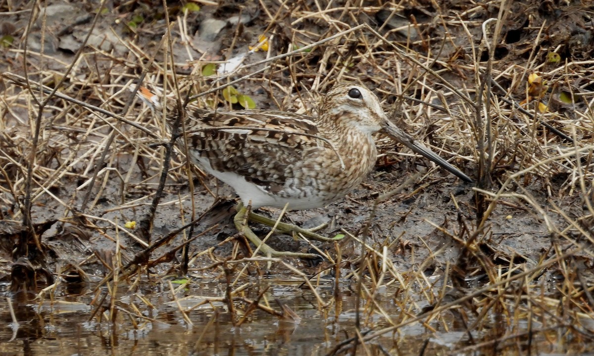 Pantanal Snipe - ML641891794