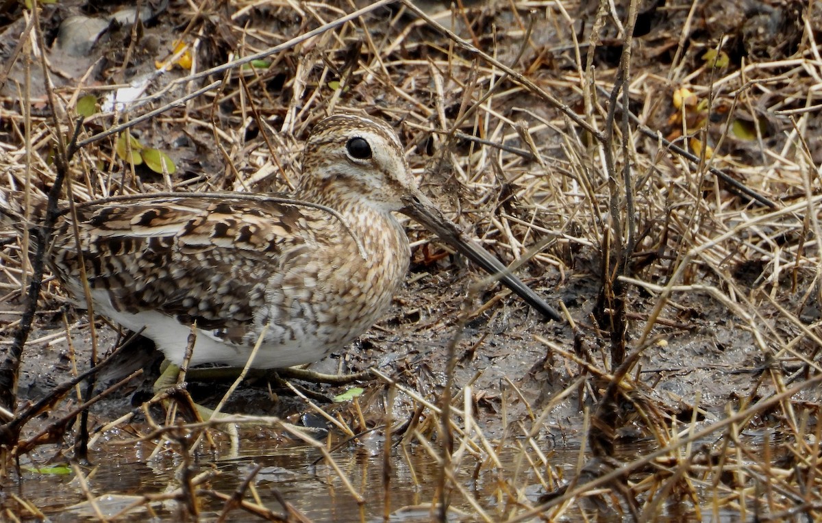 Pantanal Snipe - ML641891795