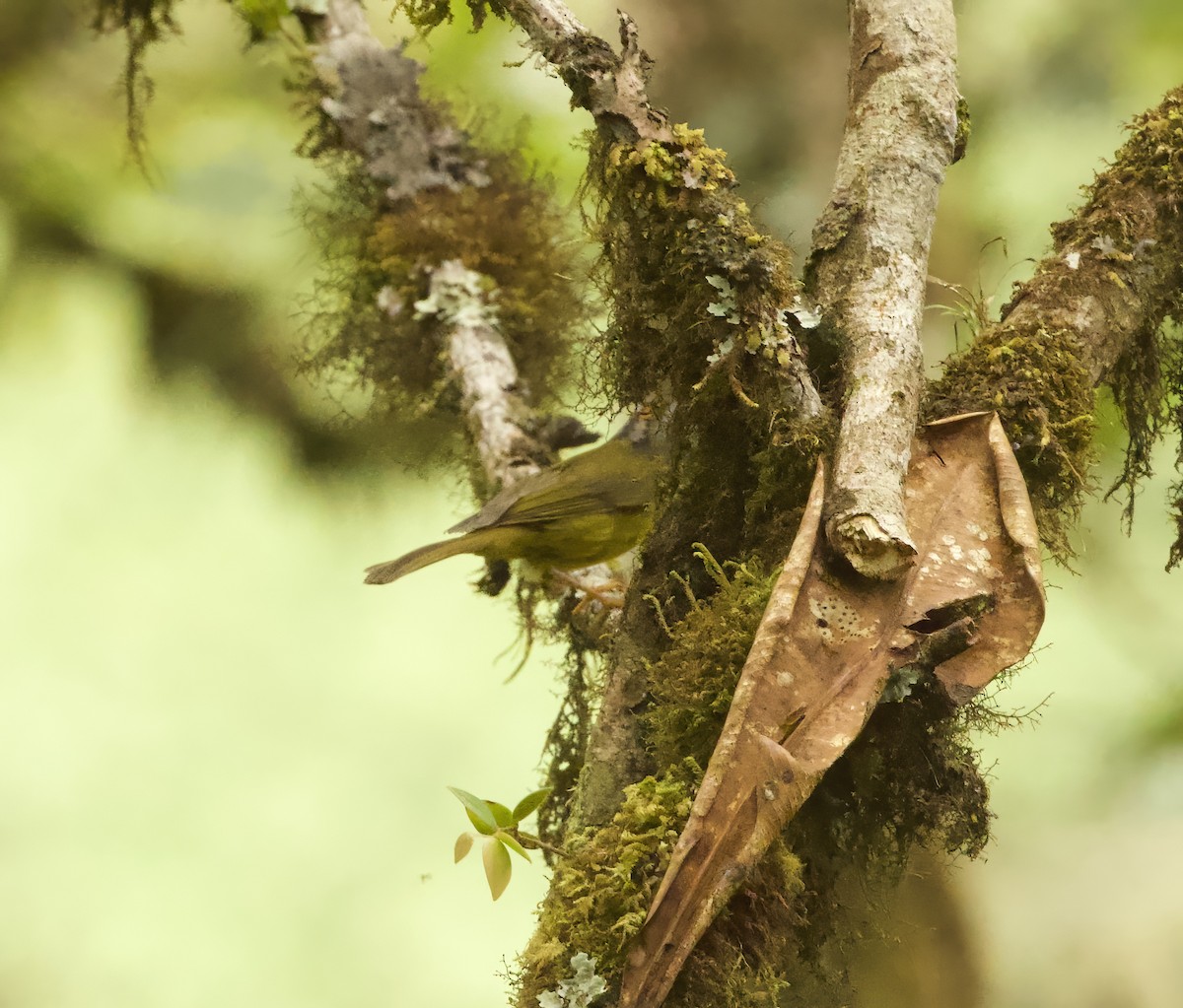 Russet-crowned Warbler - ML641891824