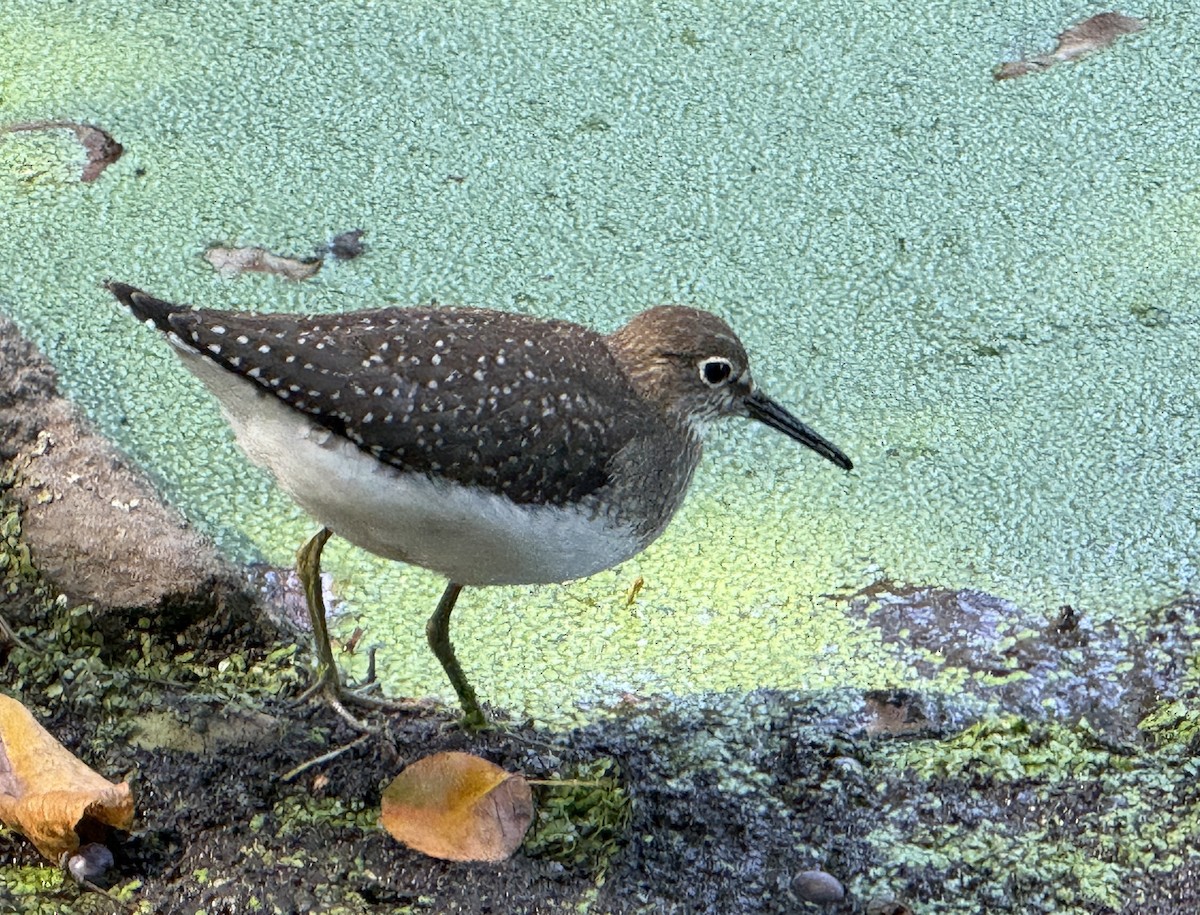 Solitary Sandpiper - ML641891834