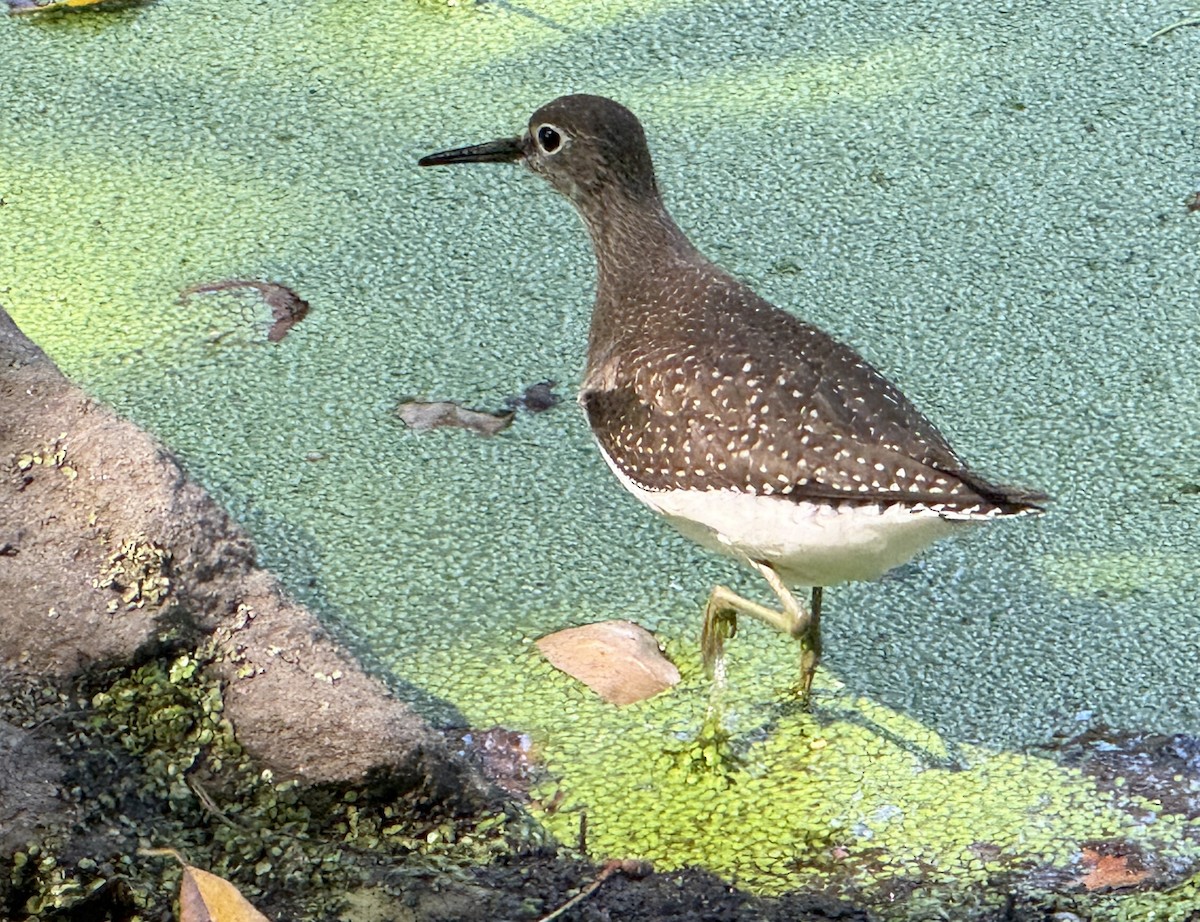 Solitary Sandpiper - ML641891835