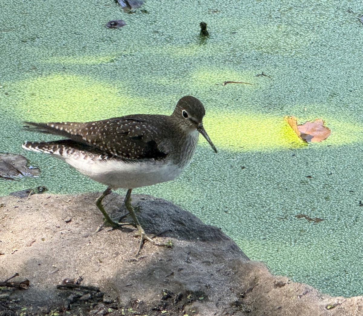 Solitary Sandpiper - ML641891836