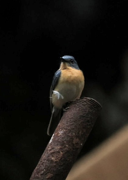 Tickell's Blue Flycatcher - ML641891865