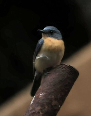 Tickell's Blue Flycatcher - ML641891866
