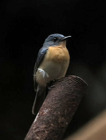 Tickell's Blue Flycatcher - ML641891867