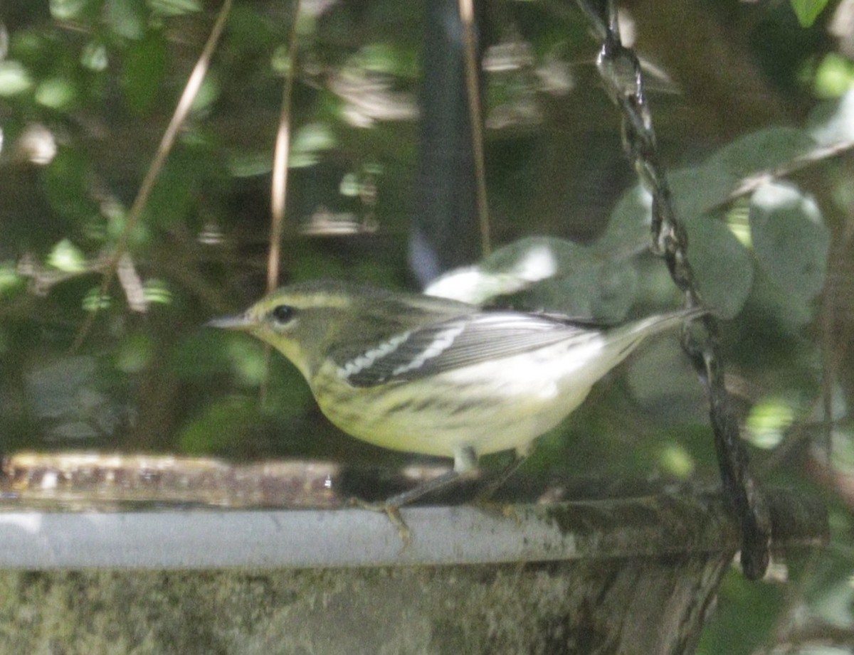 Blackburnian Warbler - ML641891883