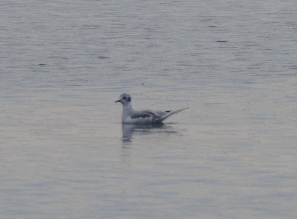 Bonaparte's Gull - ML641891888