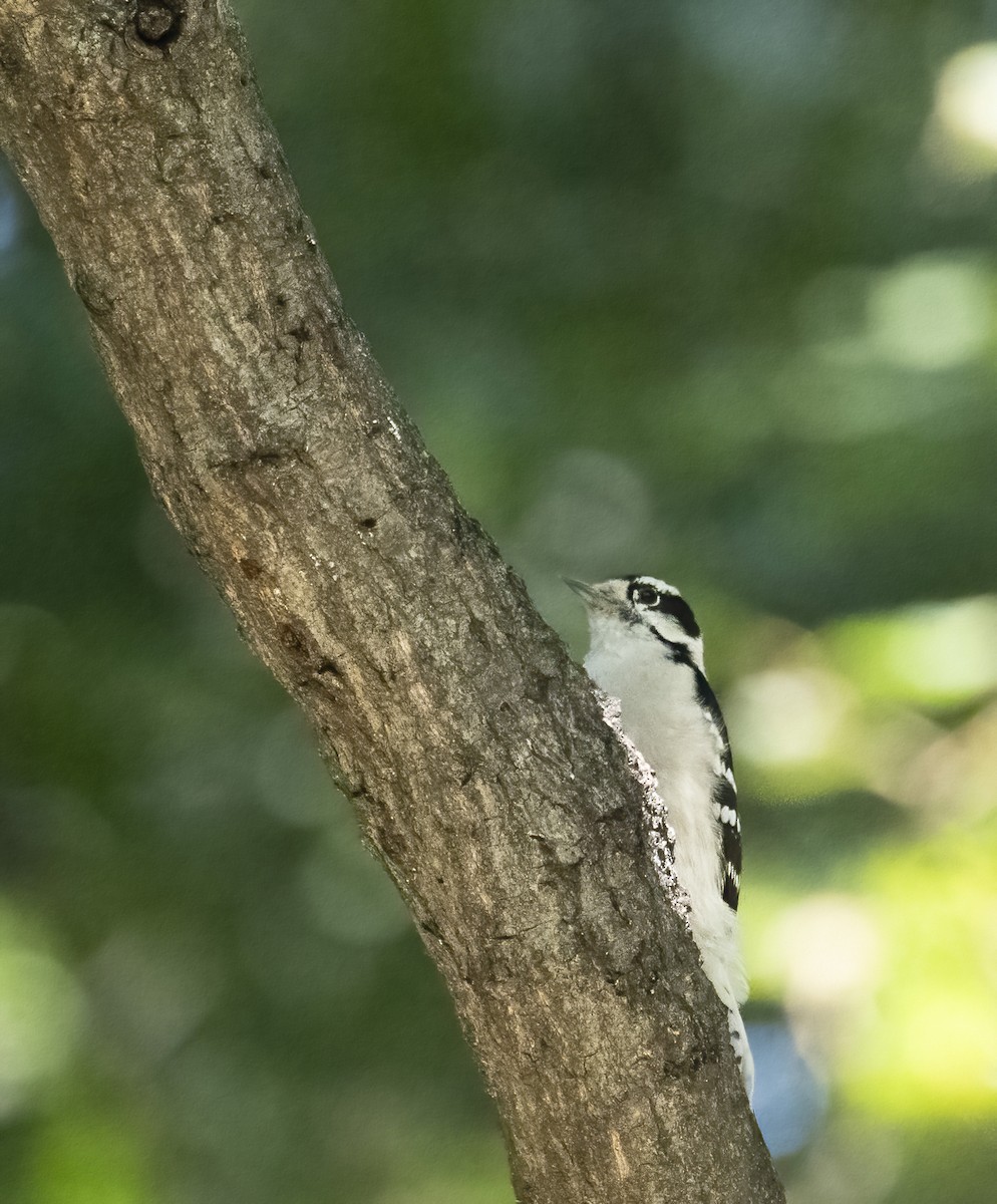 Downy Woodpecker - ML641891895