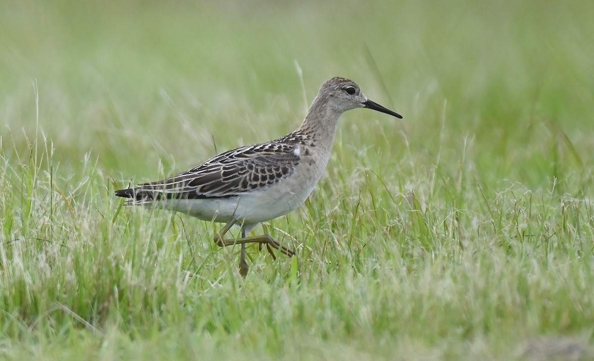 Ruff - ML641891897