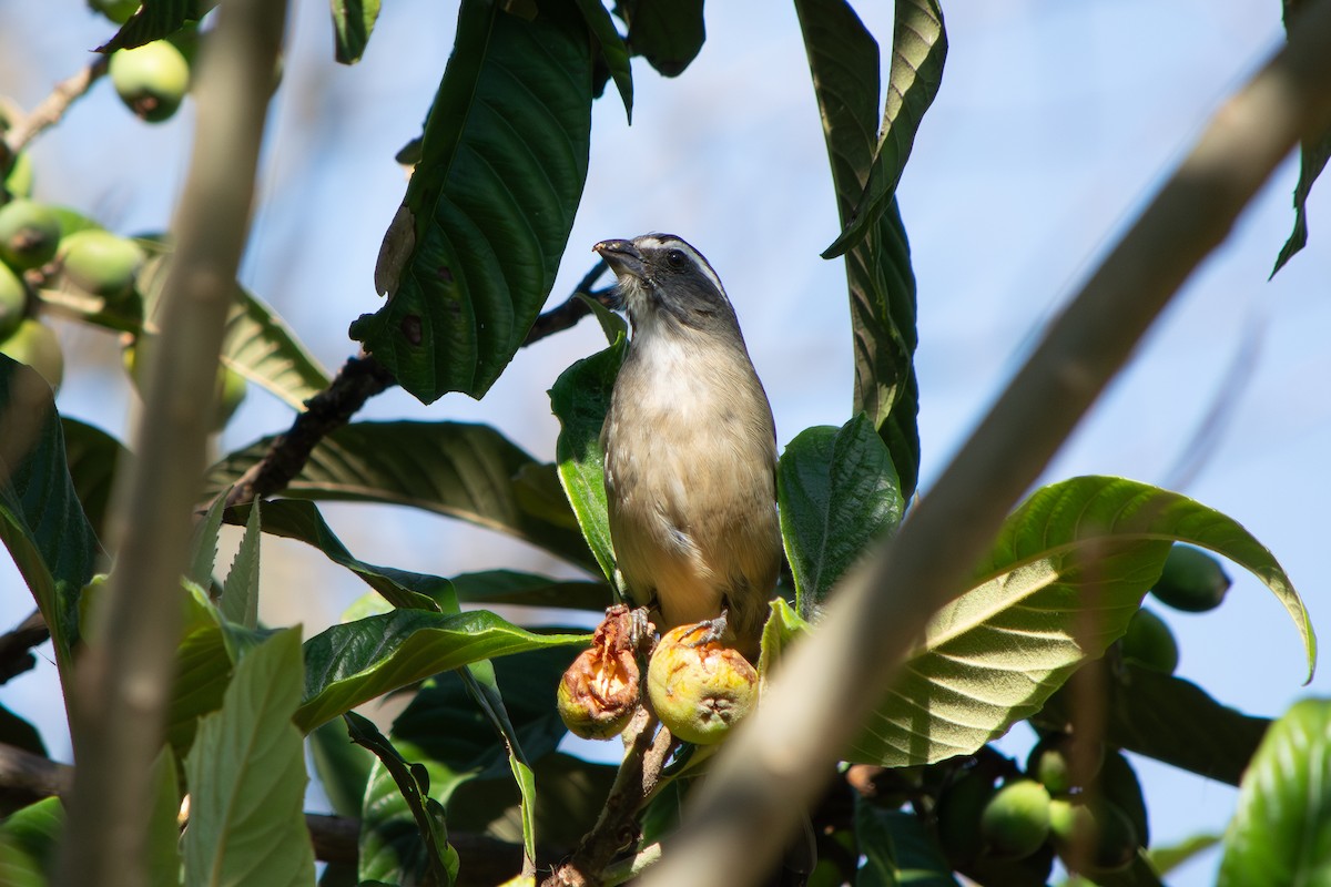 Green-winged Saltator - ML641891899