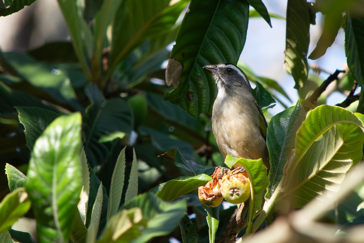 Green-winged Saltator - ML641891900