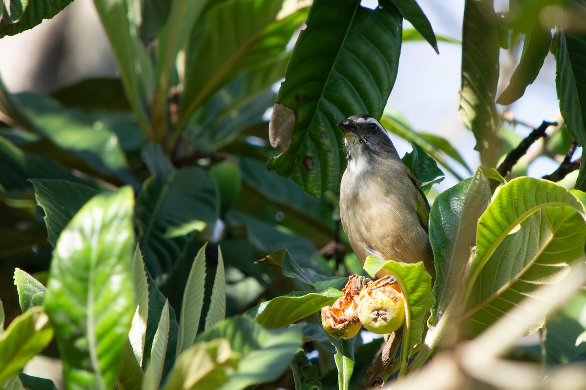 Green-winged Saltator - ML641891901