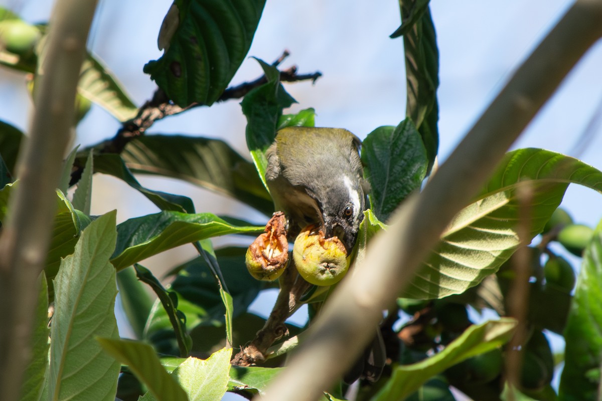 Green-winged Saltator - ML641891902
