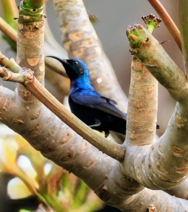 Purple Sunbird - ML641891907