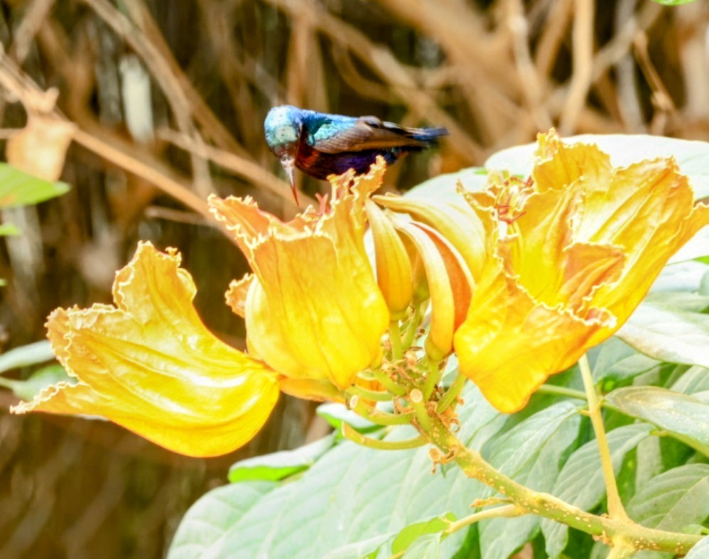 Purple Sunbird - ML641891909