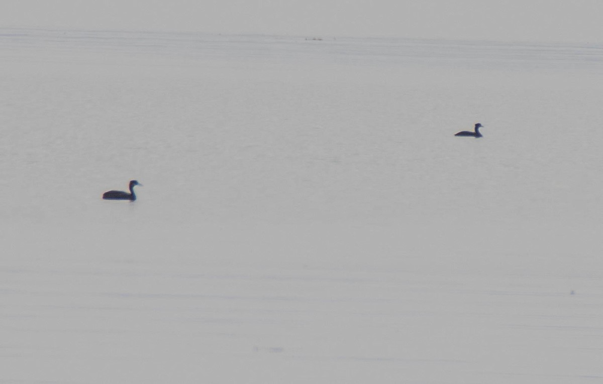 Red-necked Grebe - ML641891920