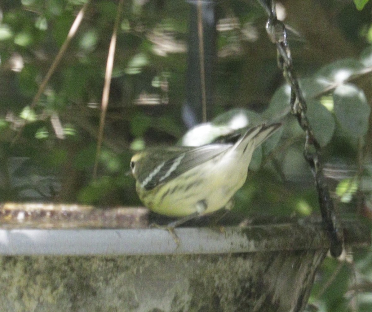 Blackburnian Warbler - ML641891926