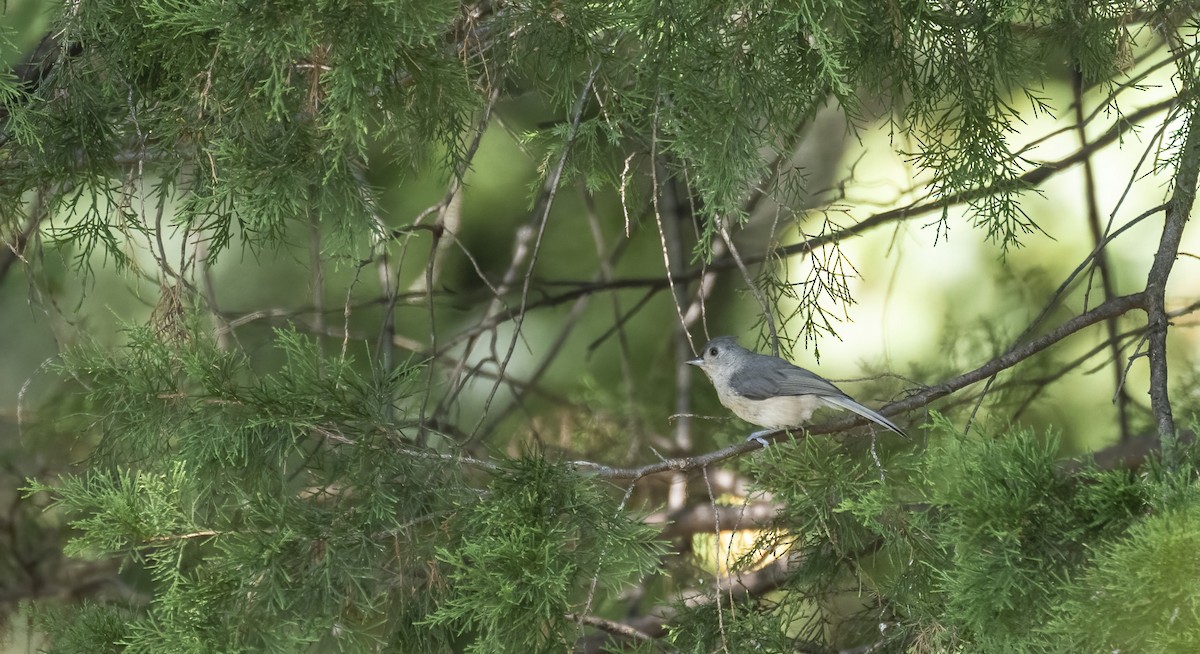 Tufted Titmouse - ML641891927