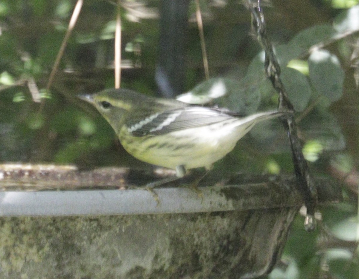 Blackburnian Warbler - ML641891929