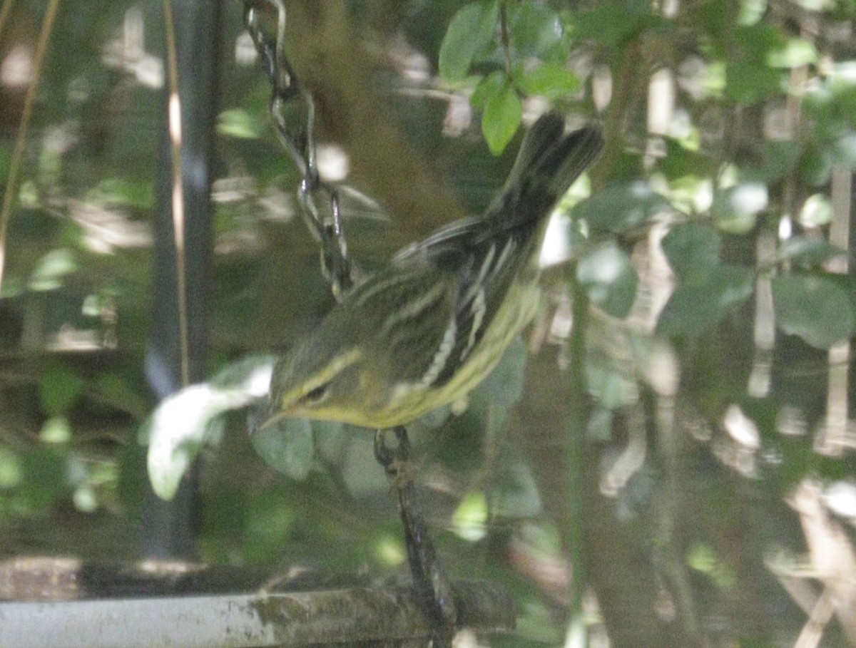 Blackburnian Warbler - ML641891930