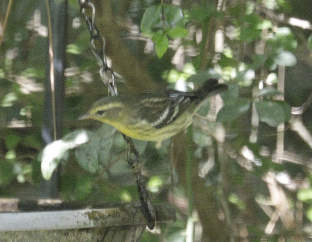 Blackburnian Warbler - ML641891931