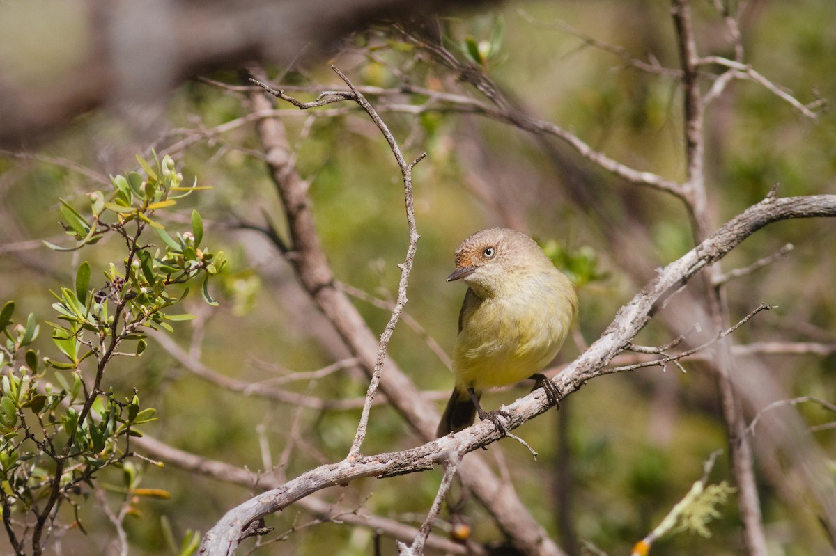 Buff-rumped Thornbill - ML641891932