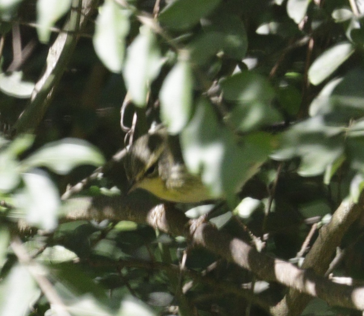 Blackburnian Warbler - ML641891934