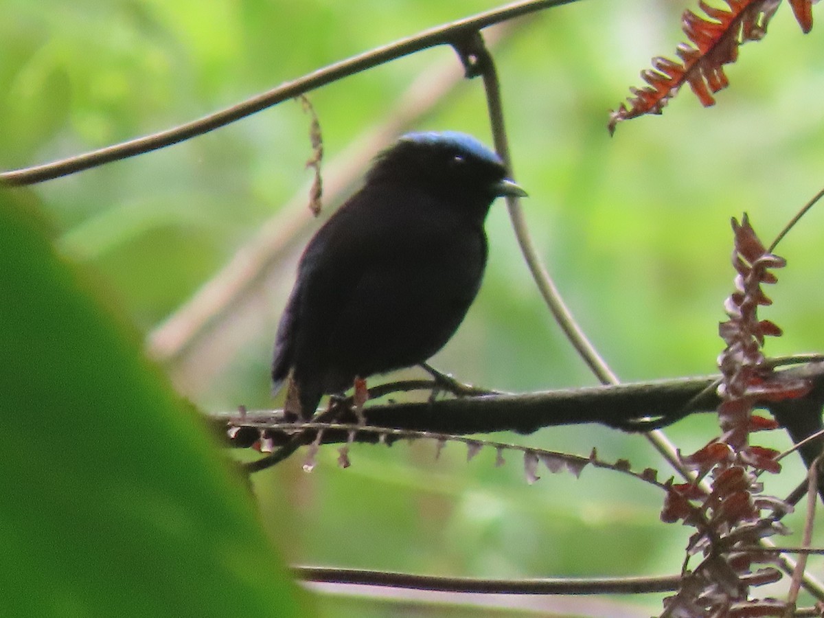 Velvety Manakin - ML641891936