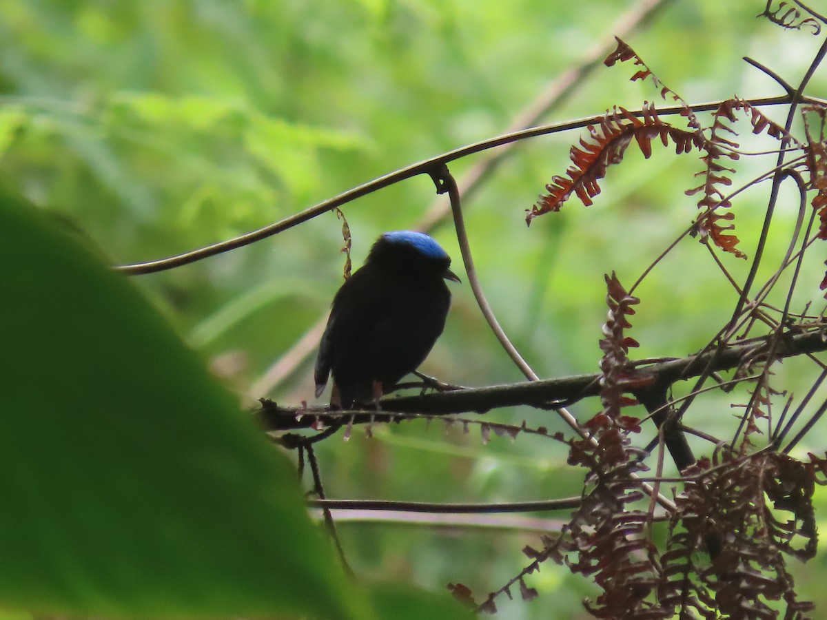 Velvety Manakin - ML641891937