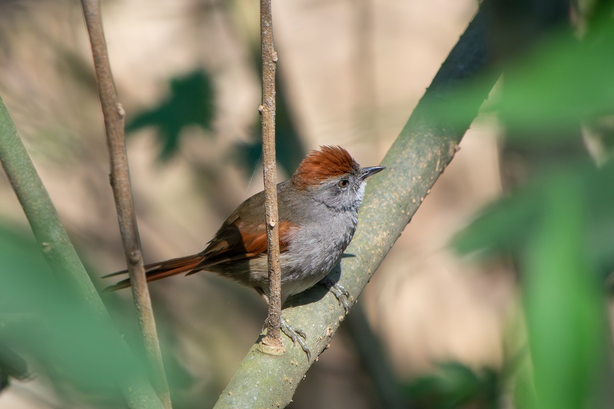 Sooty-fronted Spinetail - ML641891939