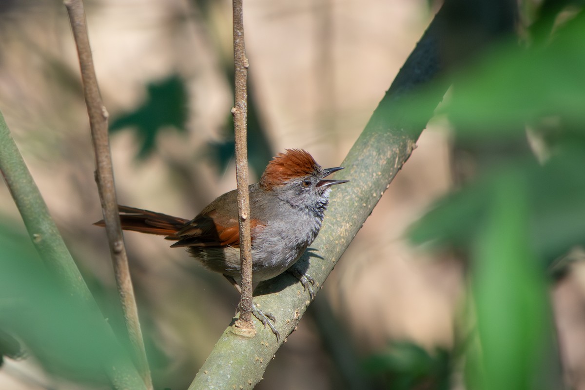 Sooty-fronted Spinetail - ML641891940