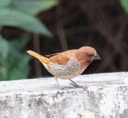 Scaly-breasted Munia - ML641891949