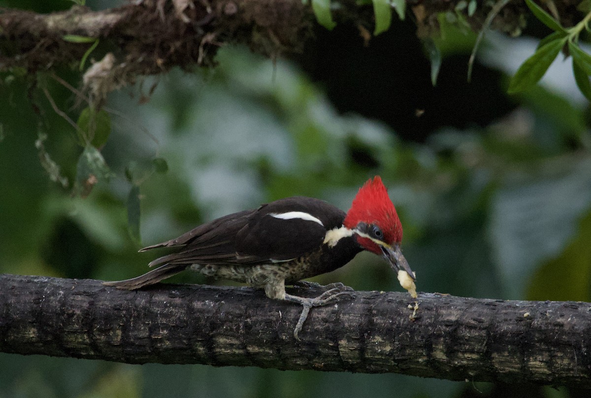 Lineated Woodpecker - ML641892000