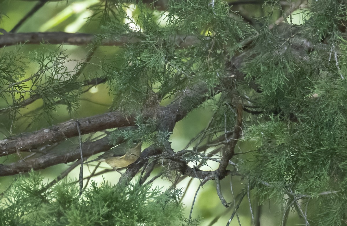 Black-throated Blue Warbler - ML641892010