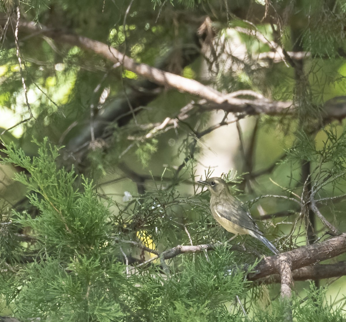 Black-throated Blue Warbler - ML641892011