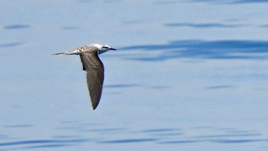 Bridled Tern - ML641892077