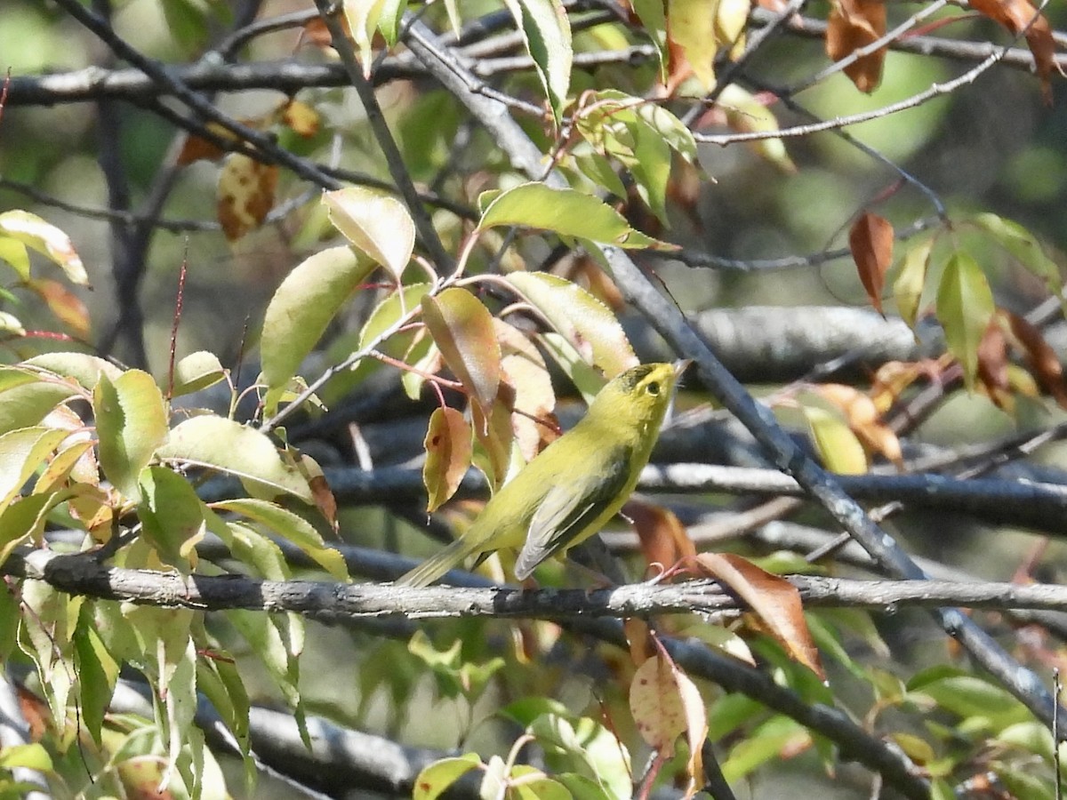 Wilson's Warbler - ML641892086