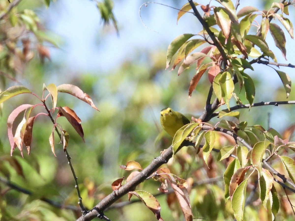 Wilson's Warbler - ML641892102