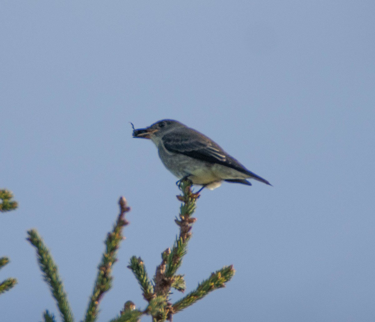 Olive-sided Flycatcher - ML641892111