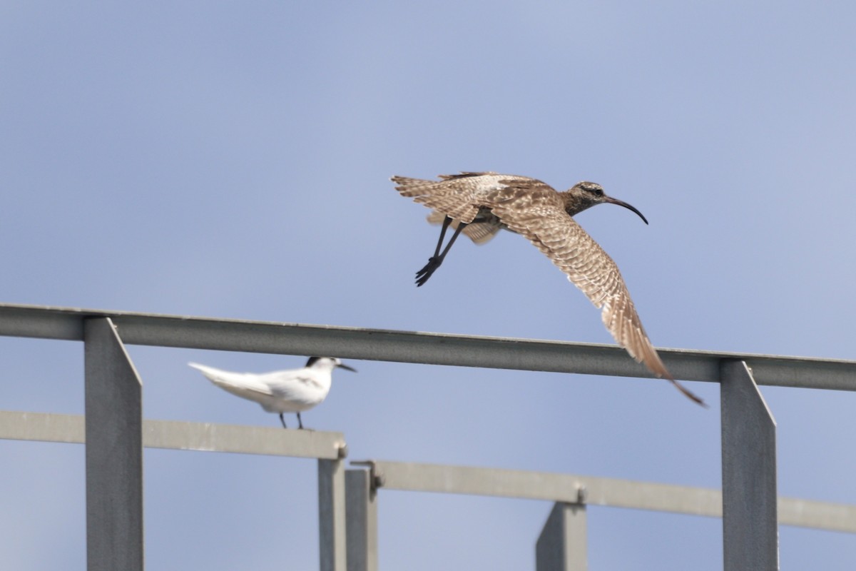 Eurasian Whimbrel - ML641892123