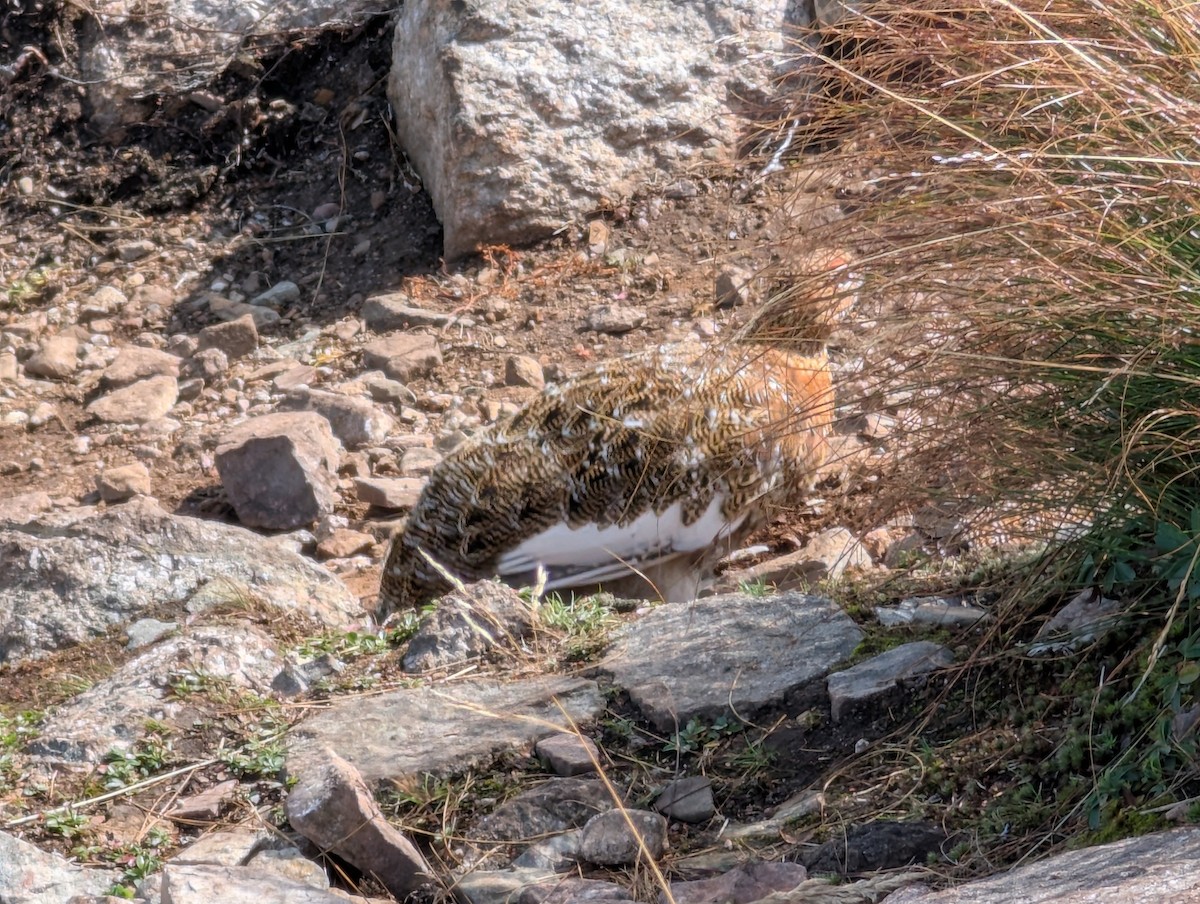 Willow Ptarmigan - ML641892148