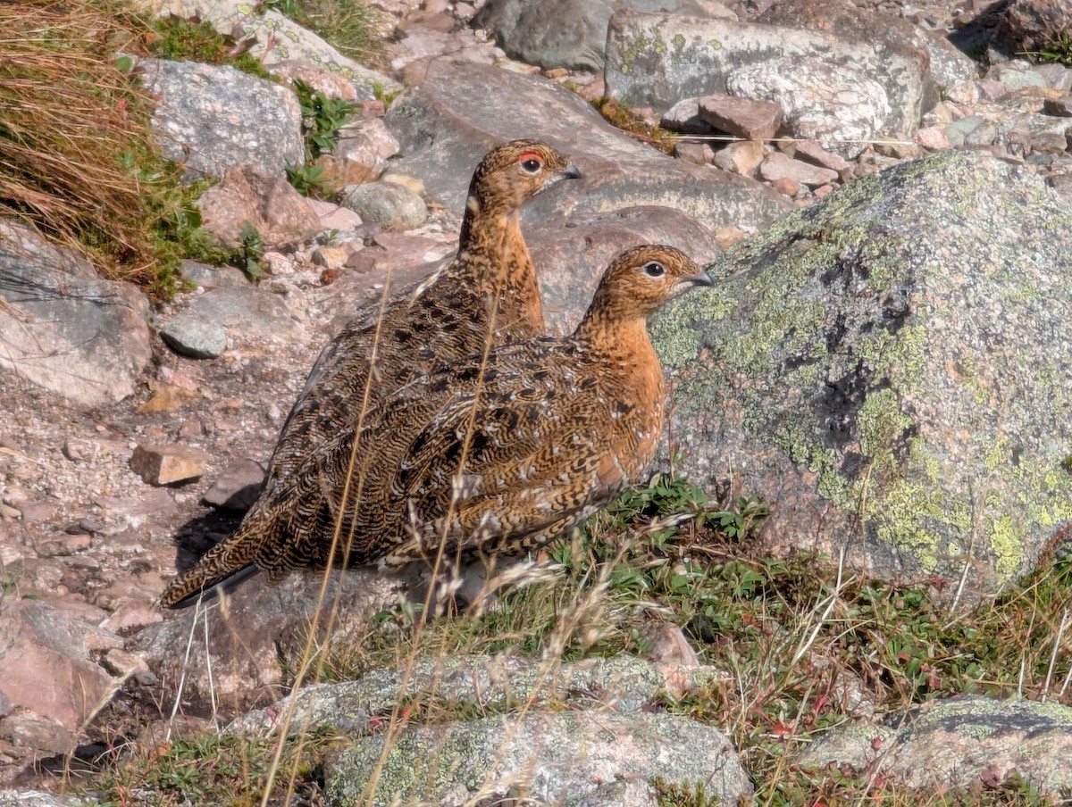 Willow Ptarmigan - ML641892149