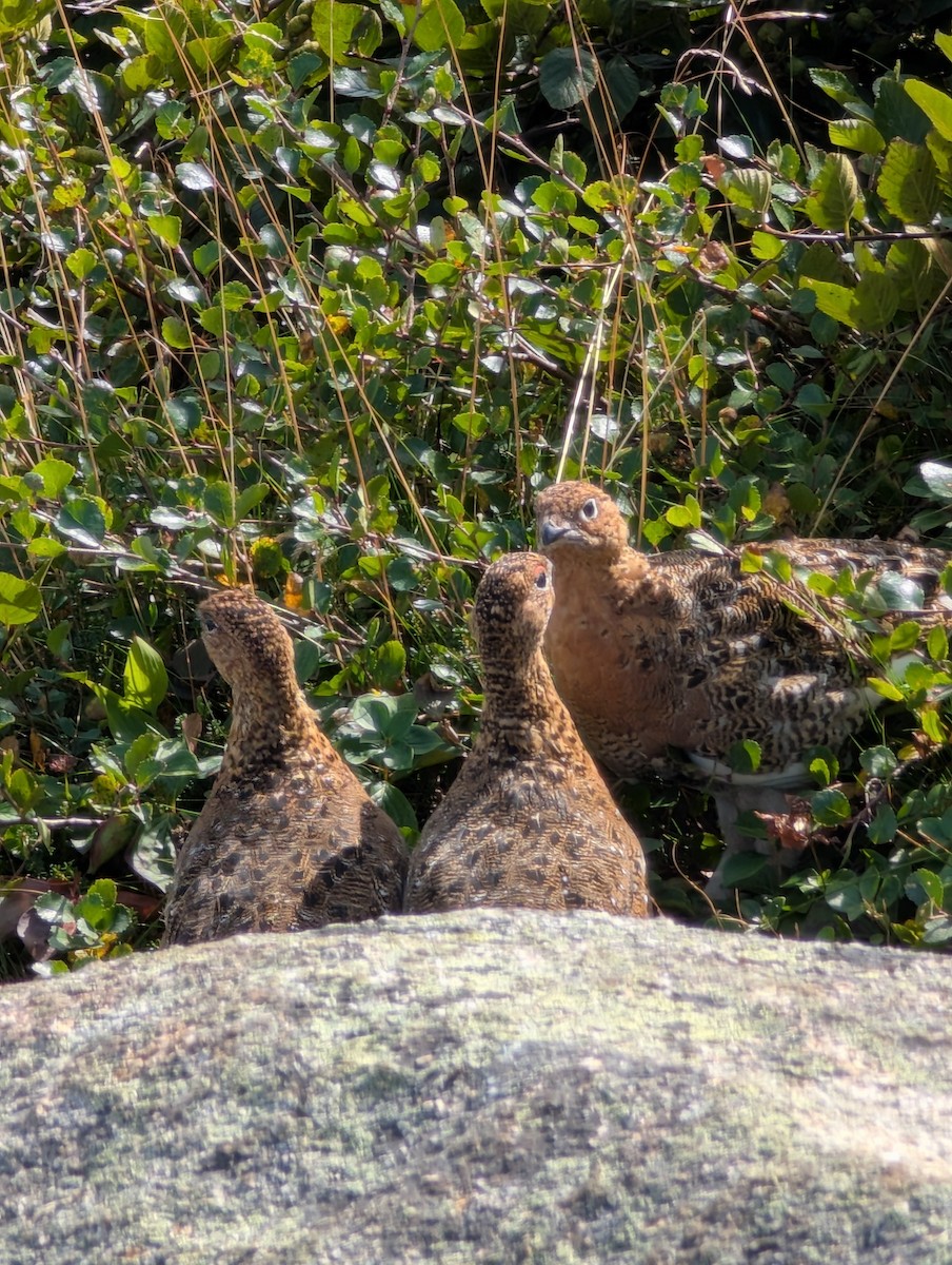 Willow Ptarmigan - ML641892152