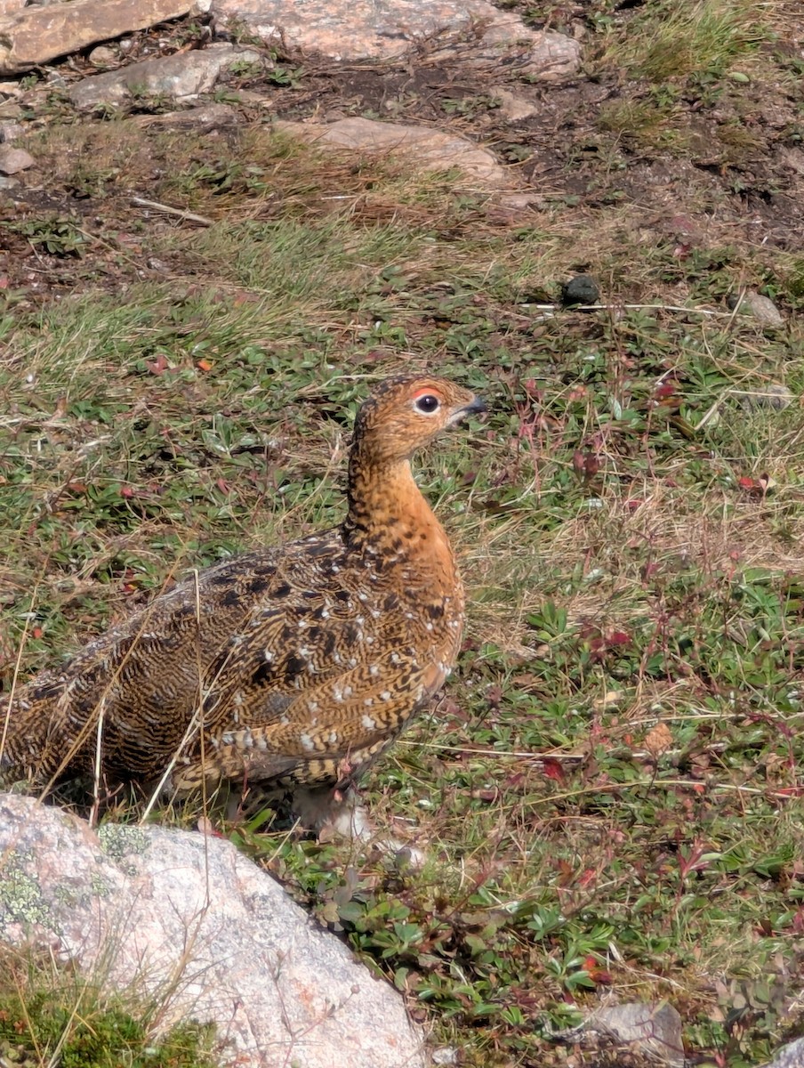Willow Ptarmigan - ML641892153