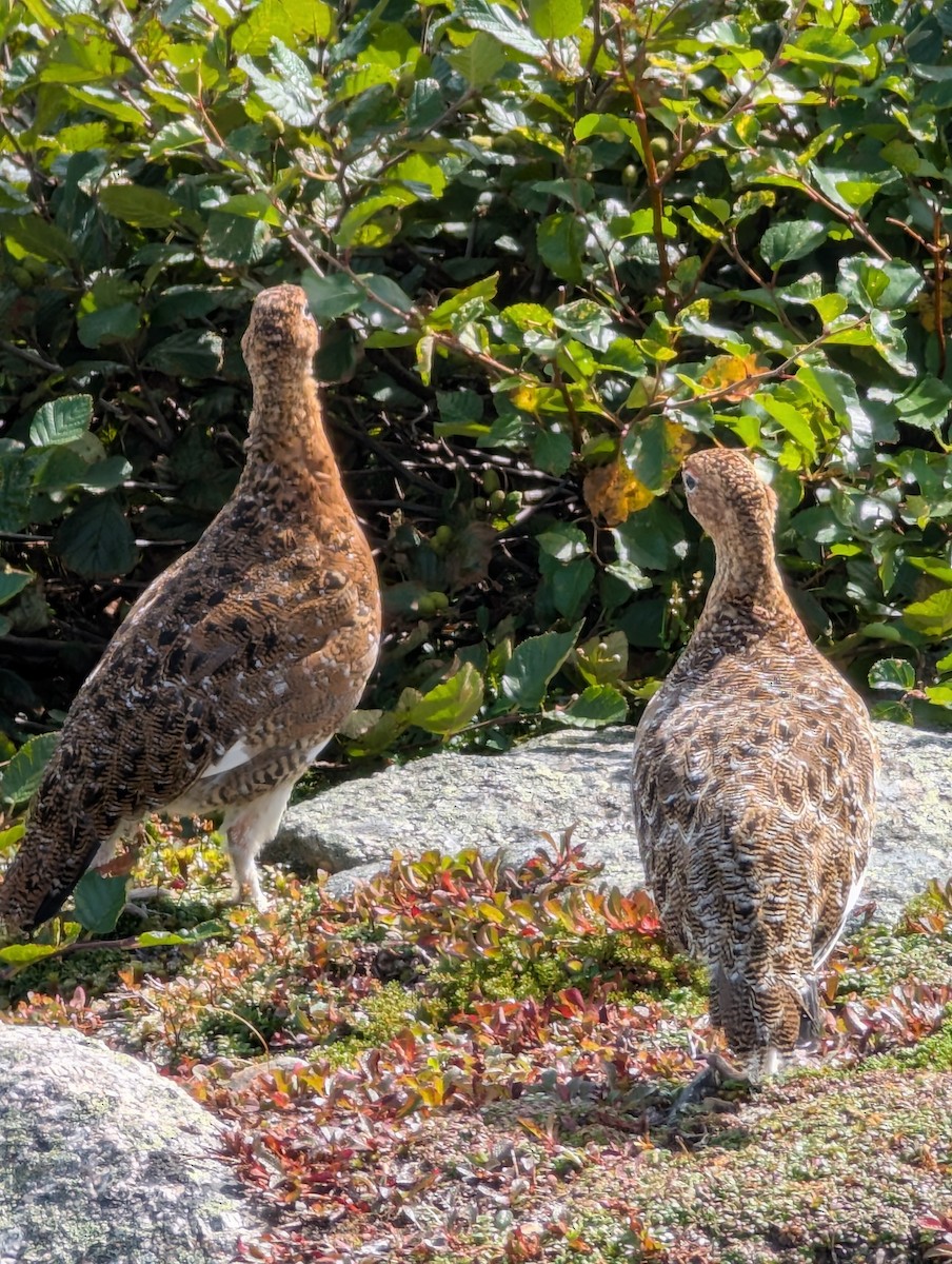 Willow Ptarmigan - ML641892154