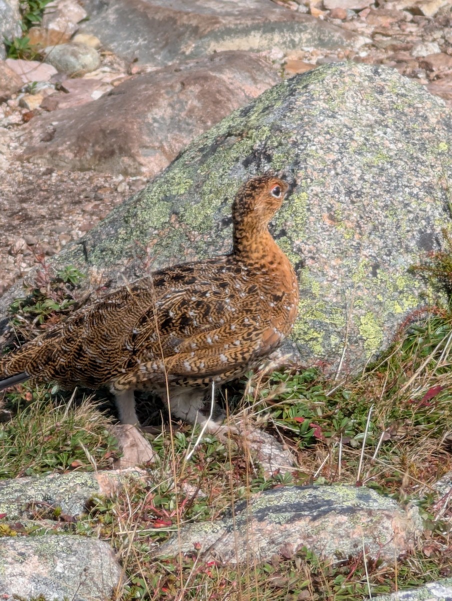 Willow Ptarmigan - ML641892155