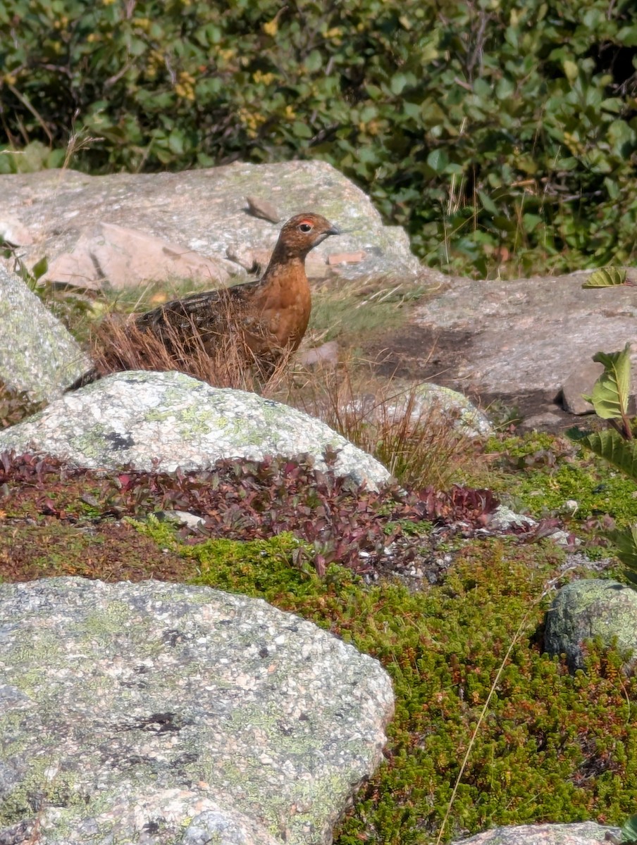 Willow Ptarmigan - ML641892161
