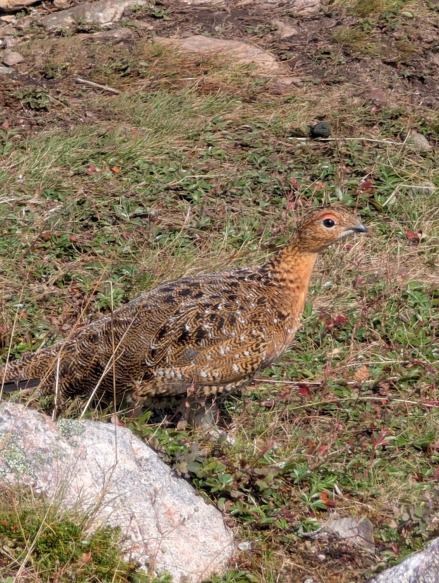 Willow Ptarmigan - ML641892162