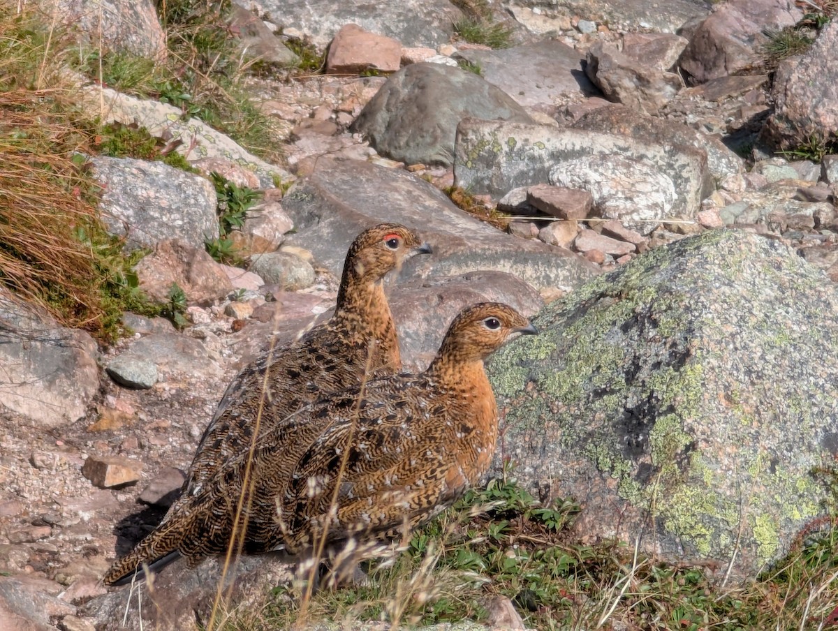 Willow Ptarmigan - ML641892163