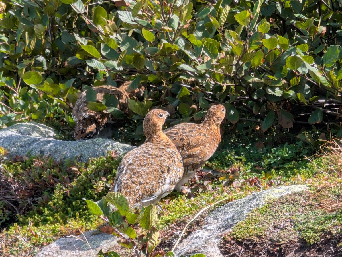 Willow Ptarmigan - ML641892164